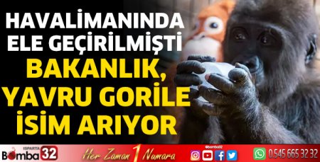 Bakanlık, yavru gorile isim arıyor