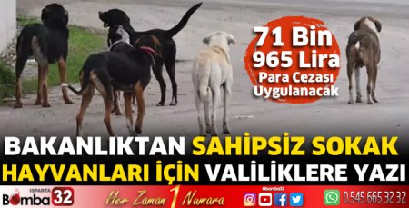 Bakanlıktan sahipsiz sokak hayvanları için valiliklere yazı