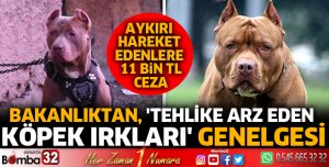 Bakanlıktan tehlike arz eden köpek ırkları genelgesi
