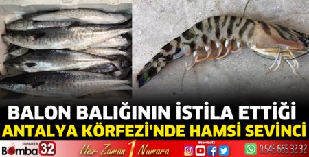 Balon balığının istila ettiği Antalya Körfezi'nde hamsi sevinci