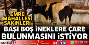 Başı boş ineklere çözüm bekliyorlar