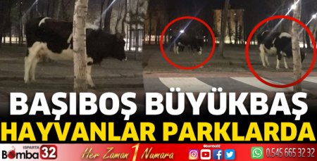 Başıboş büyükbaş hayvanlar parklarda