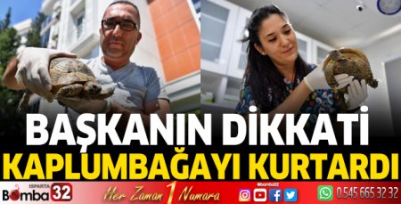 Başkanın dikkati kaplumbağayı kurtardı