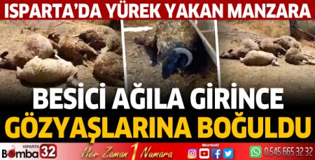 Besici ağıla girince gözyaşlarına boğuldu