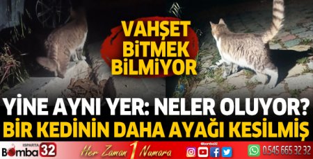 Bir kedinin daha ayağı kesilmiş 