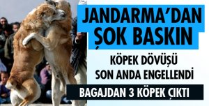 BİR KÖPEK DÖVÜŞÜ DAHA ENGELLENDİ
