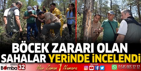 Böcek zararı olan sahalar yerinde incelendi