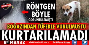 BOĞAZINDAN VURULAN KÖPEK YAŞAM MÜCADELESİNİ KAYBETTİ