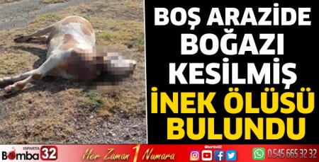 Boş arazide boğazı kesilmiş inek ölüsü bulundu