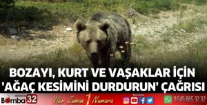 Bozayı, kurt ve vaşaklar için 'Ağaç kesimini durdurun' çağrısı