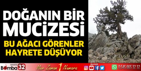 Bu ağaç görenleri şaşkına çeviriyor
