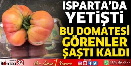 Bu domates Isparta'da yetişti