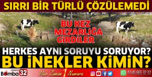 Bu inekler kimin?