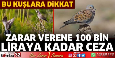 Bu kuşlara verene 100 bin liraya kadar ceza