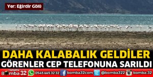 Bu yıl daha kalabalık geldiler