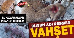 BUNUN ADI RESMEN VAHŞET 