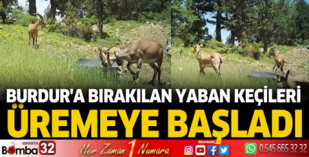 Burdur'a bırakılan yaban keçileri üremeye başladı