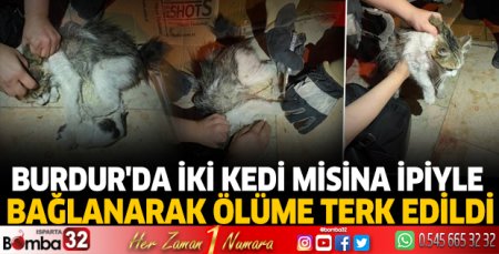 Burdur'da kediler misina ipiyle bağlanmış halde bulundu