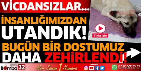 Burdur'da sokak hayvanı zehirlendi