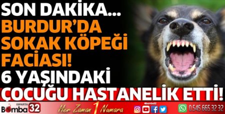 Burdur'da sokak köpeği faciası 6 yaşındaki çocuğu hastanelik etti