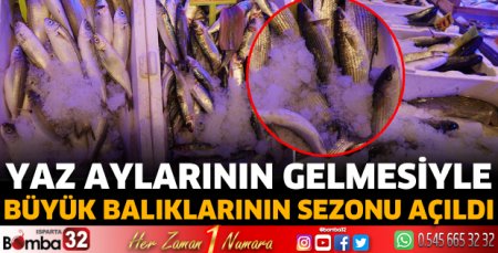 Büyük balıkların sezonu açıldı