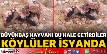 Büyükbaş hayvanı bu hale getirdiler