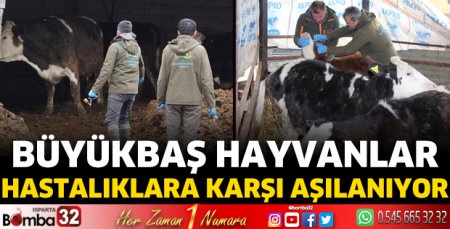 Büyükbaş hayvanlar hastalıklara karşı aşılanıyor