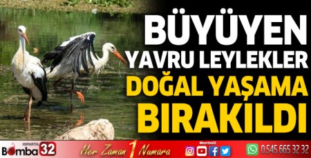 Büyüyen yavru leylekler doğal yaşama bırakıldı