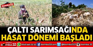 ÇALTI SARIMSAĞINDA HASAT DÖNEMİ