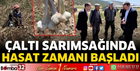Çaltı Sarımsağında hasat zamanı