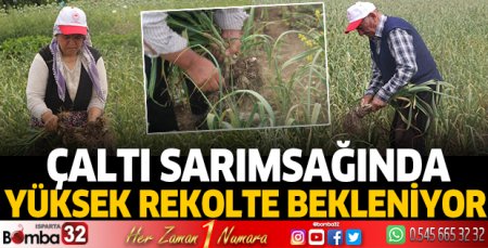 Çaltı sarımsağında yüksek rekolte bekleniyor