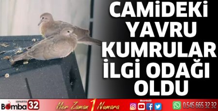 Camideki yavru kumrular ilgi odağı oldu
