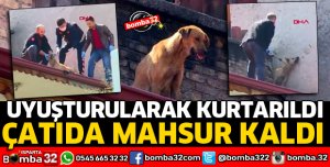 ÇATIDA MAHSUR KALAN KÖPEK UYUŞTURULARAK KURTARILDI