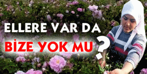 Çay’a Var Gül’e Yok