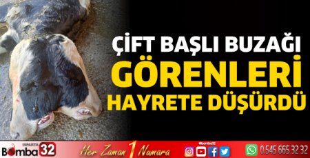 Çift başlı buzağı görenleri hayrete düşürdü