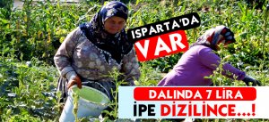 Dalında 7 Lira, İpe Dizilince Fiyatı Altınla Yarışıyor