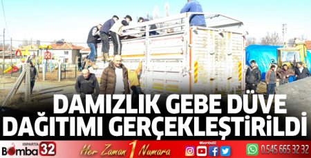 Damızlık gebe düve dağıtımı gerçekleştirildi