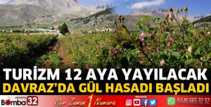 Davraz'da gül hasadı başladı