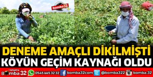 DENEME AMAÇLI DİKİLEN BEZELYE KÖYÜN GEÇİM KAYNAĞI OLDU