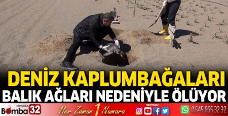 Deniz kaplumbağaları balık ağları nedeniyle ölüyor