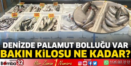Denizde palamut bolluğu var