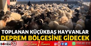 Deprem bölgesi için küçükbaş hayvan topluyorlar