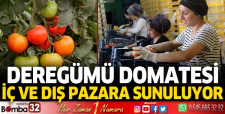 Deregümü domatesi iç ve dış pazara sunuluyor