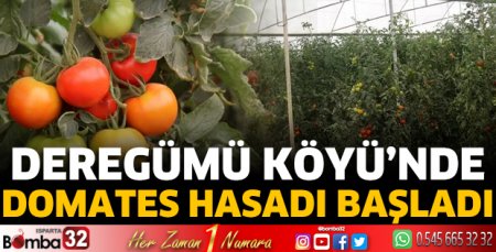 Deregümü Köyü’nde domates hasadı başladı