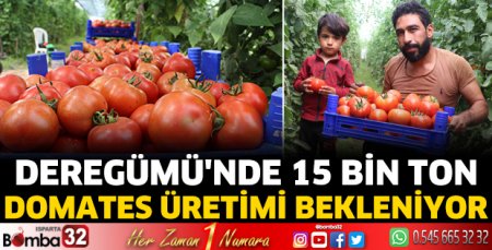 Deregümü'nde 15 bin ton domates üretimi bekleniyor