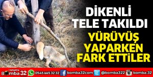 DİKENLİ TELE TAKILDI YAVRU TİLKİ KURTARILDI