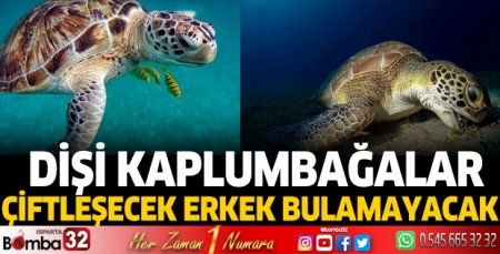 Dişi kaplumbağalar çiftleşecek erkek bulamayacak