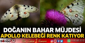 Doğanın mucizesi: Apollo kelebeği