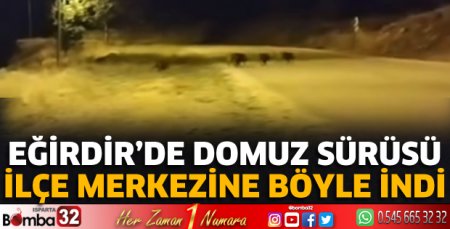 Domuz sürüsü ilçe merkezine böyle geldi
