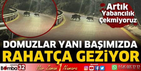 Domuzlar yanı başımızda rahatça geziyor